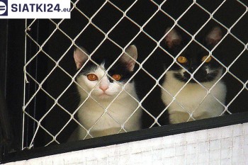 Siatki Lubawa - Dobra siatka balkonowa - na ptaki i dla kota dla terenów Lubawy