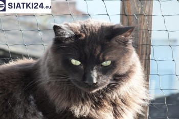 Siatki Lubawa - Zabezpieczenie balkonu siatką - Kocia siatka - bezpieczny kot dla terenów Lubawy